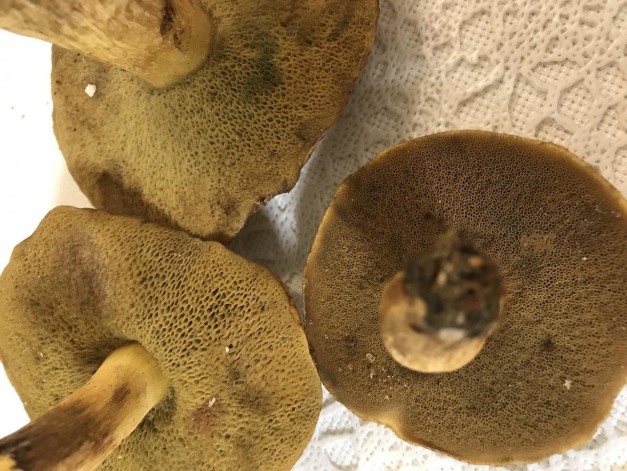 Рыдик маховик шампиньон