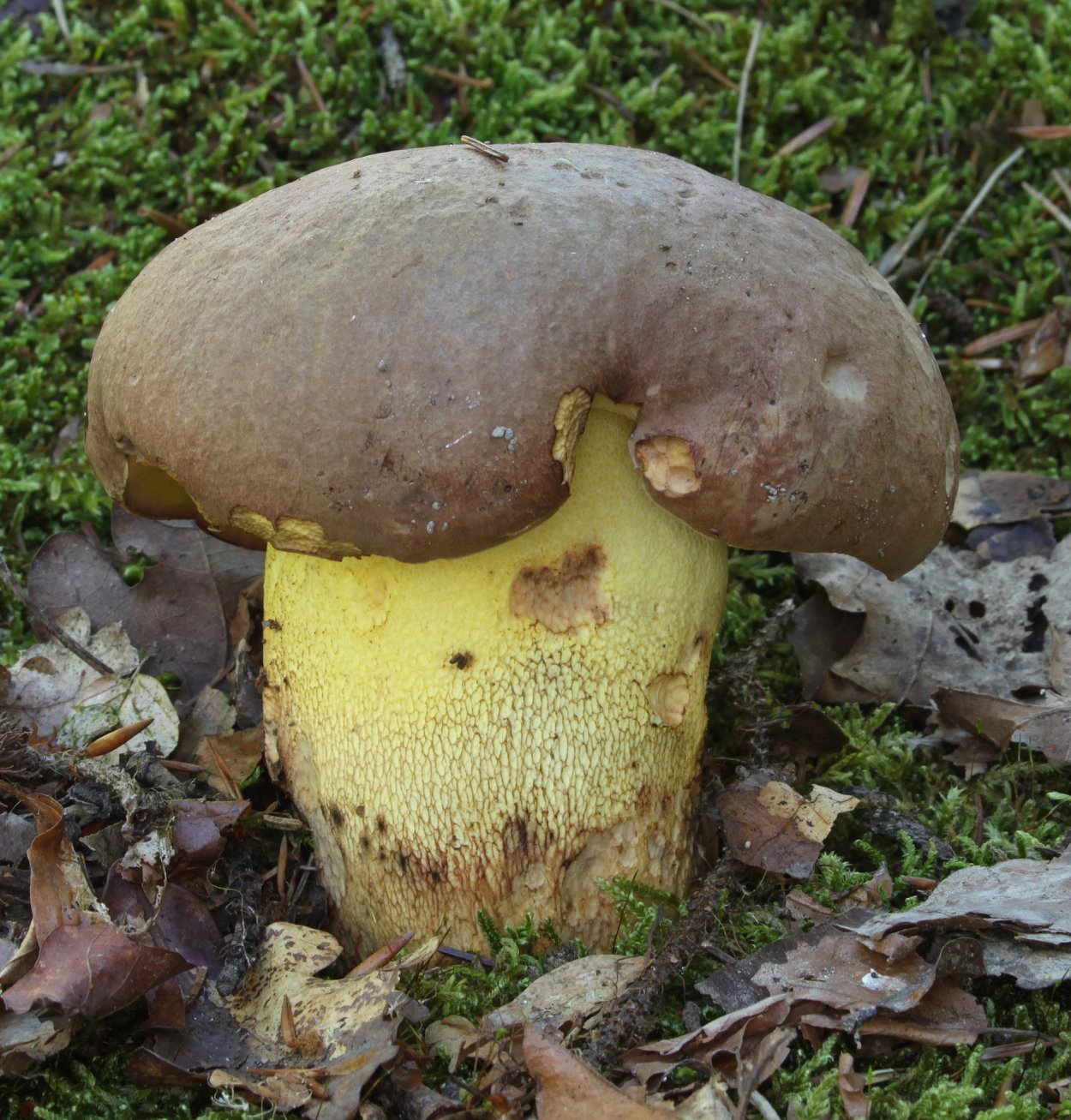 Боровик девичий (Boletus appendiculatus)