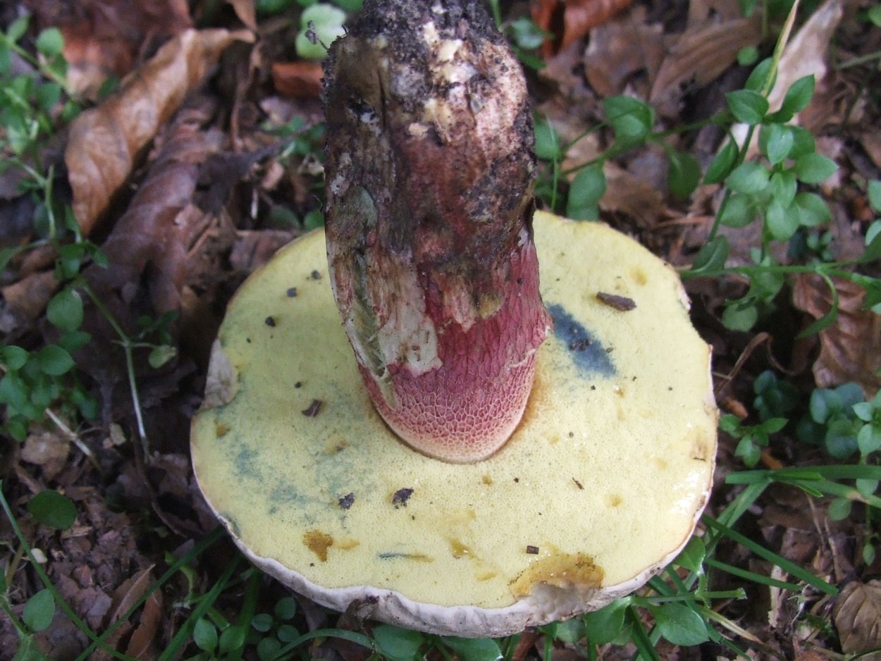 Боровик несъедобный Boletus calopus