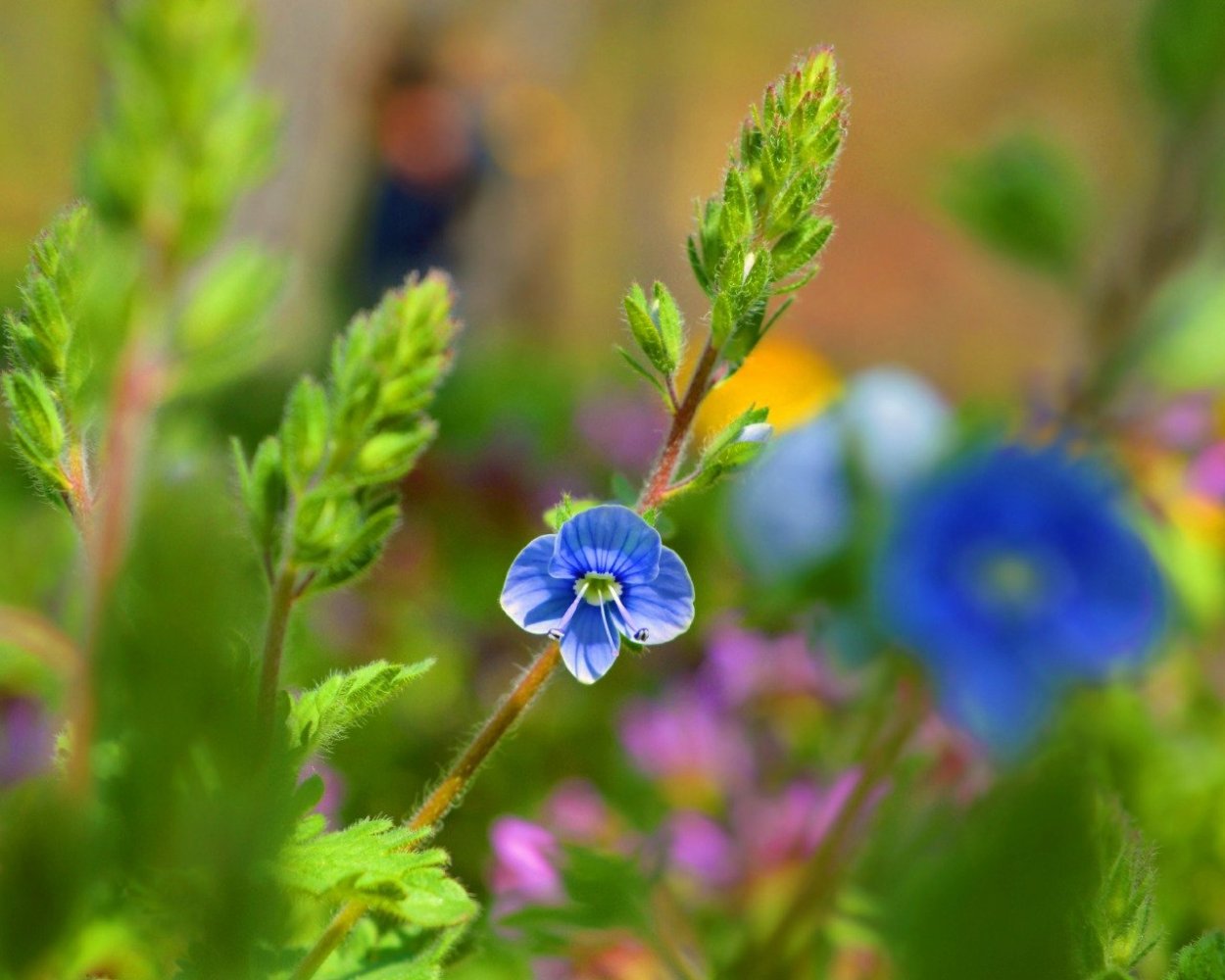 Вероника Дубравная ползучая