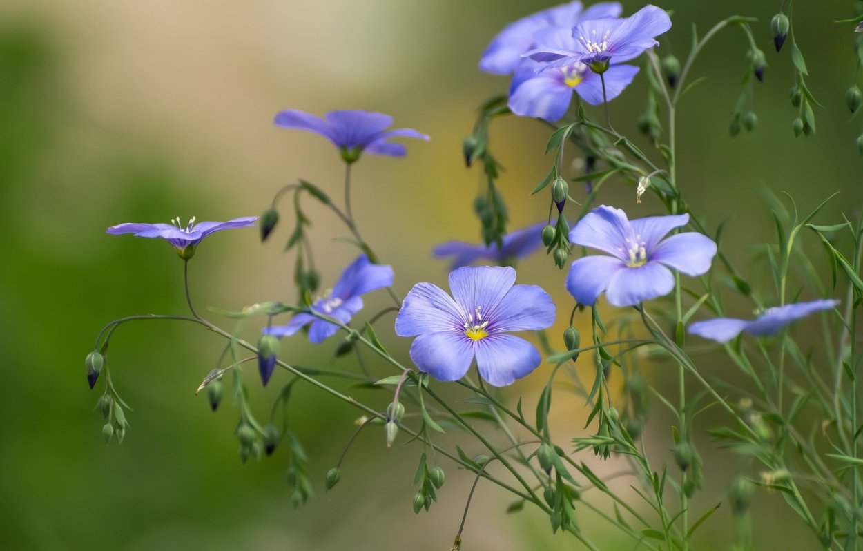 Лен долгунец Белочка