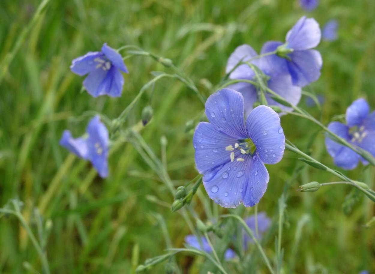 Лён обыкновенный долгунец