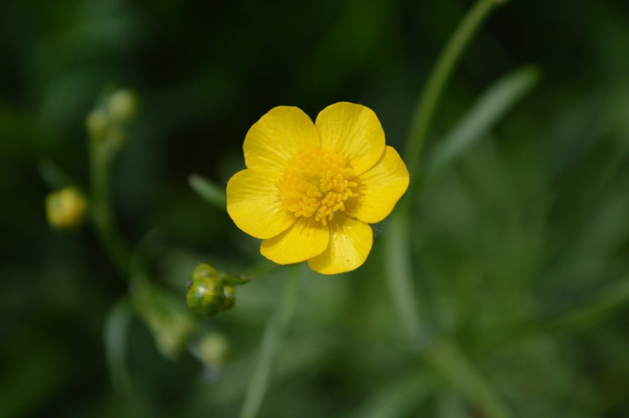 Лютик Луговой