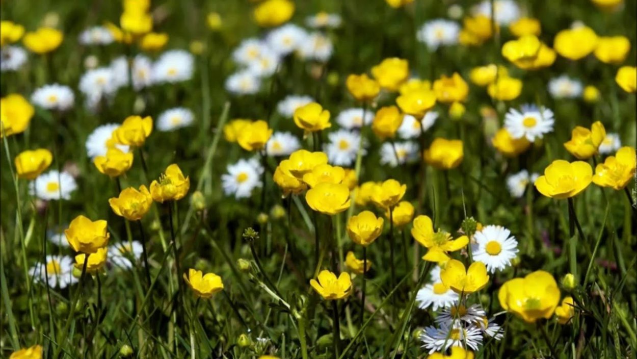 Ромашка Лютик Клевер