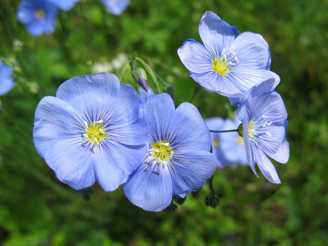 Лютик голубой полевой