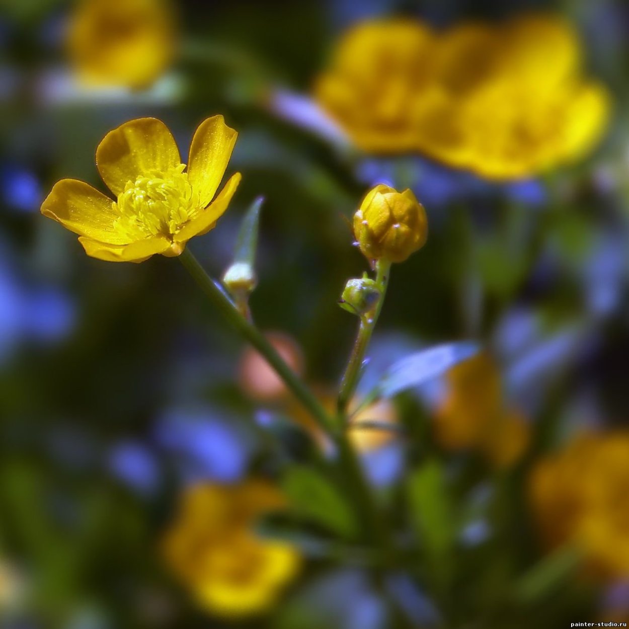 Лютик едкий