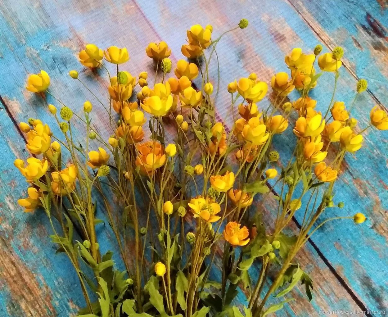 Лютик Северный