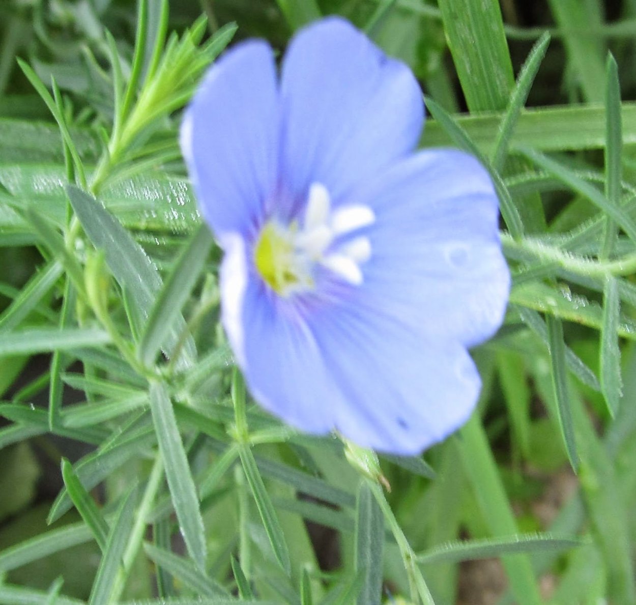 Семена льна цветы