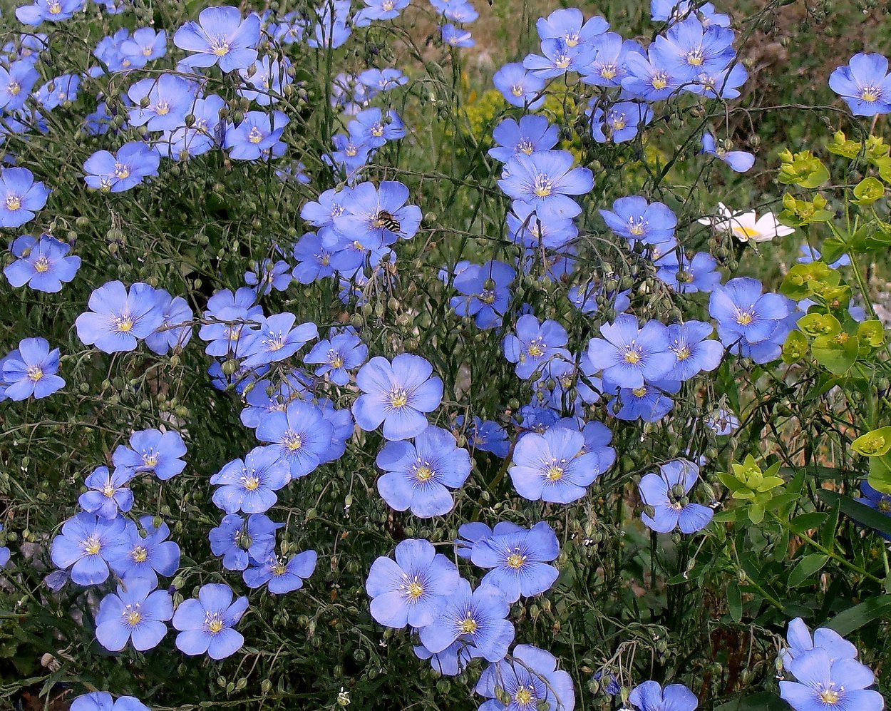 Лен многолетний Небесная лазурь