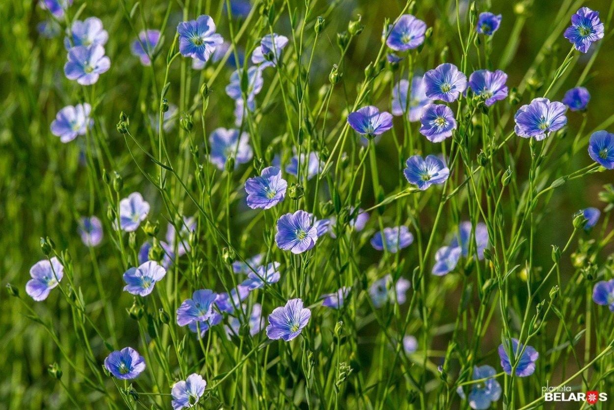 Лен долгунец