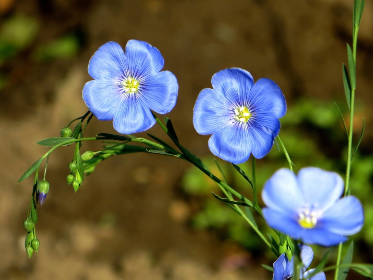 Полевой Лютик сине-сиреневый