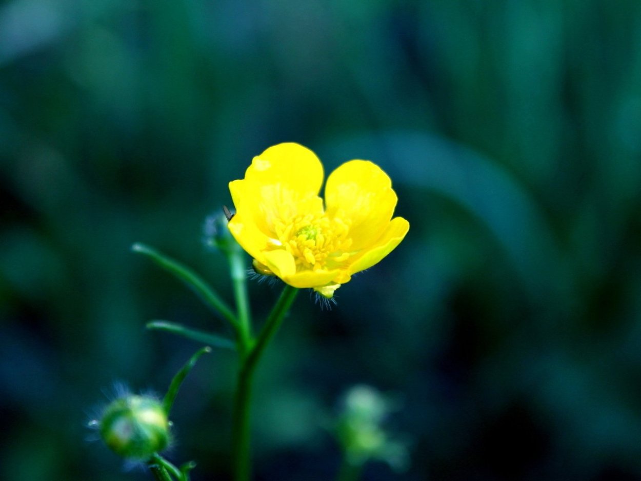 Лютик ранункулюс зеленый