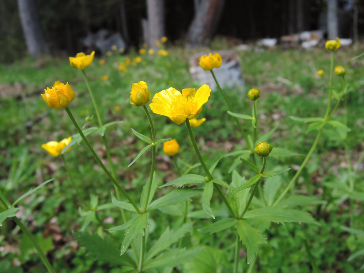 Лютик полевой семена