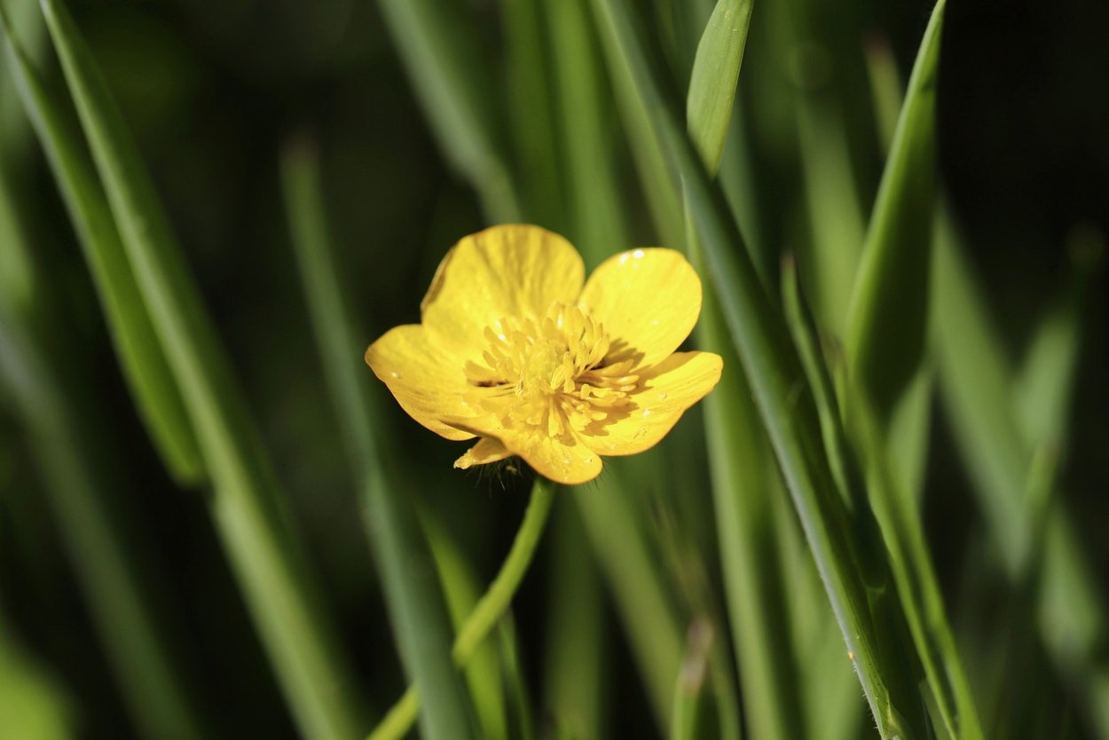 Лютик остроконечный желтый