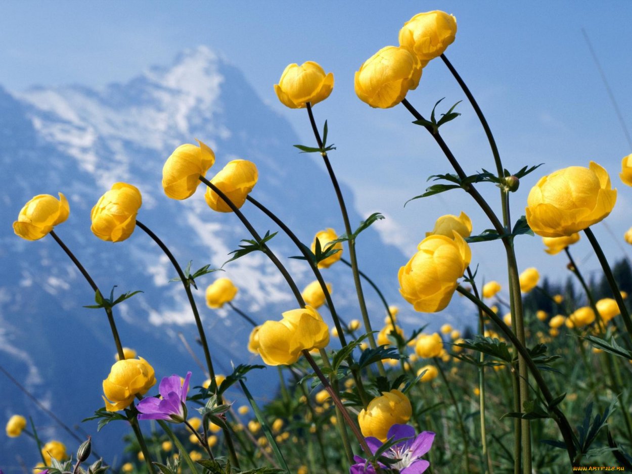 Купальница Сибирская