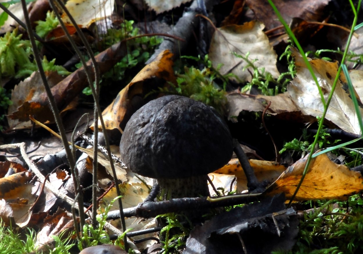 Черный гриб в Крыму