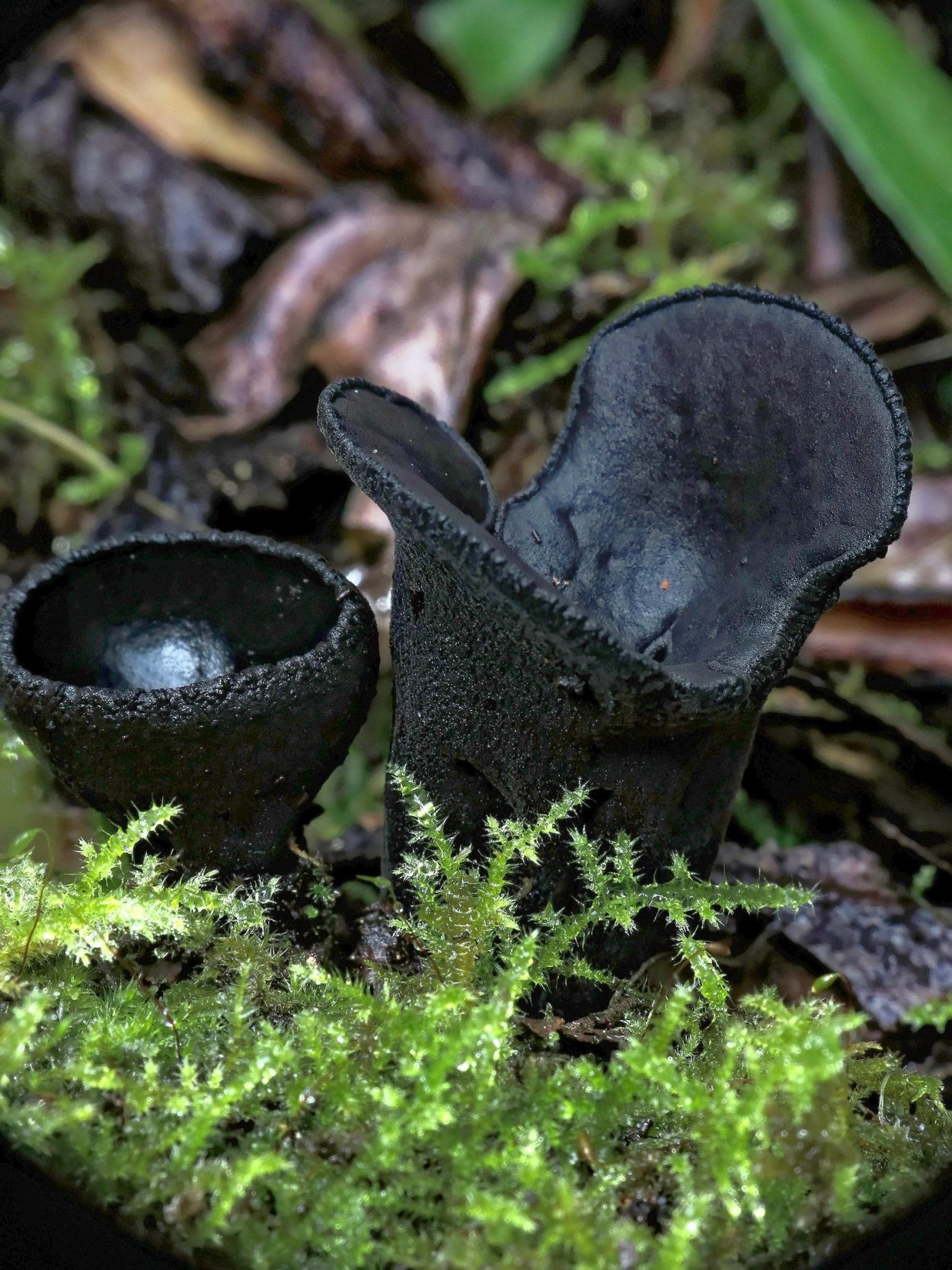 Урнула бокаловидная