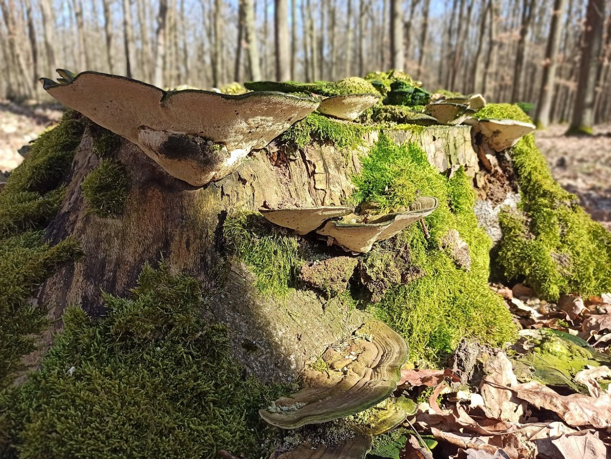 Грибы растущие на шишках