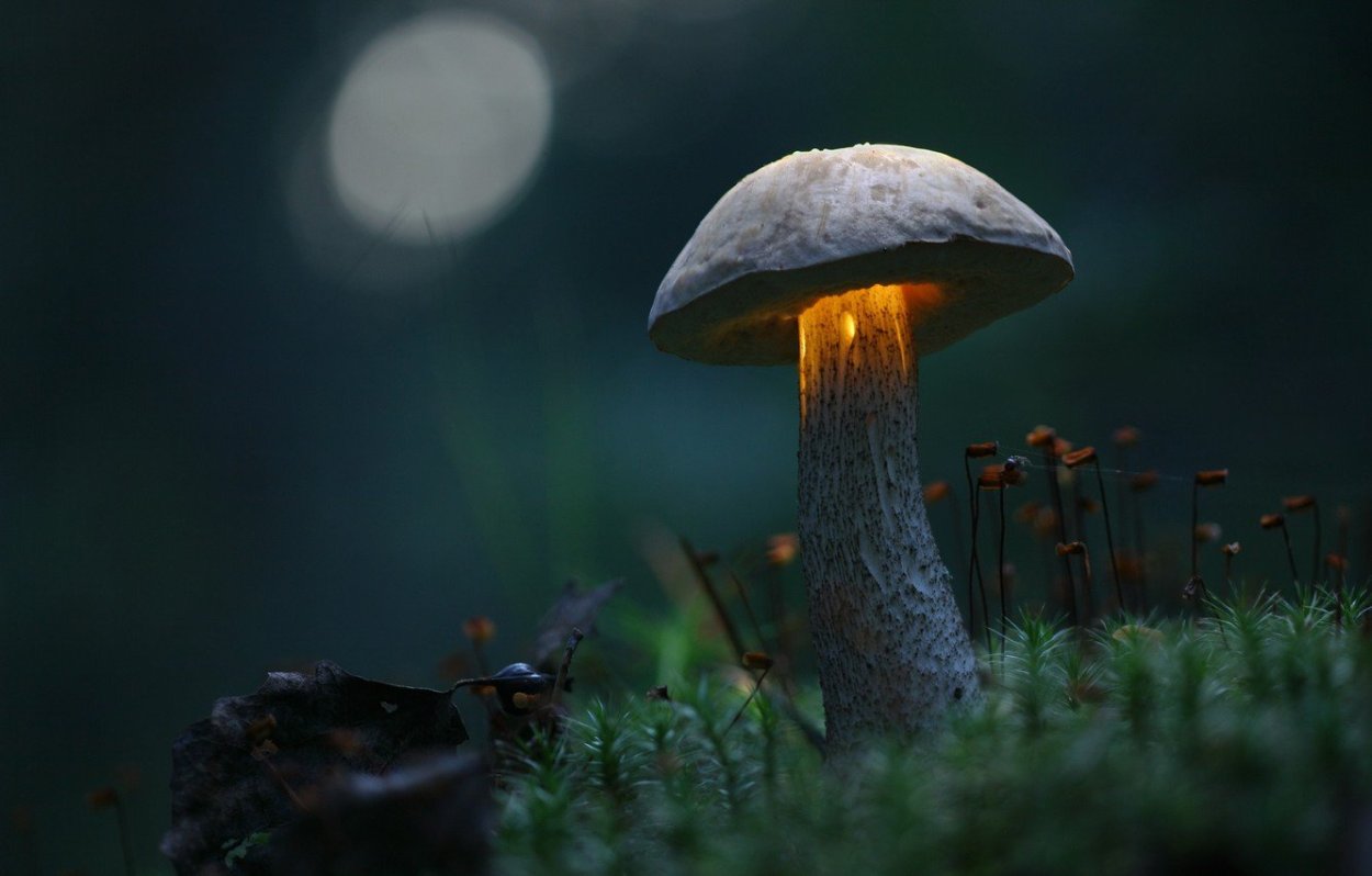 Гриб в лесу макро