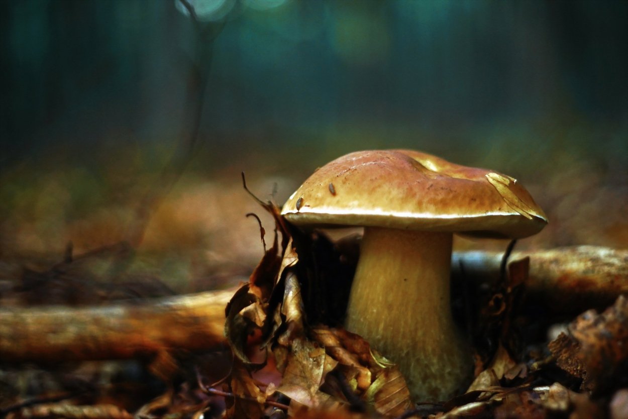 Черный гриб