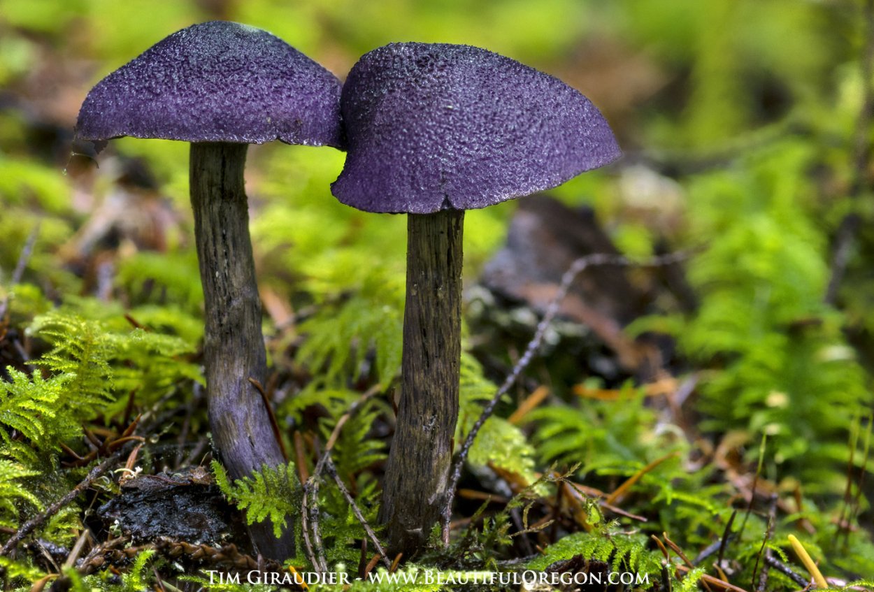 Гриб черный сморчок сморчок