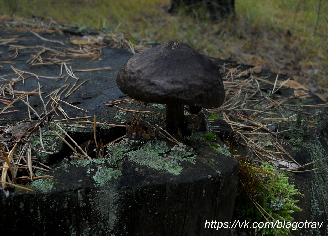 Паутинник фиолетовый гриб