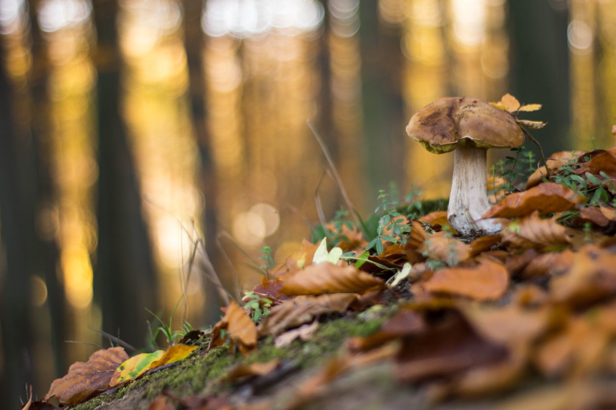 Грибы с подсветкой Мартина Пфистера