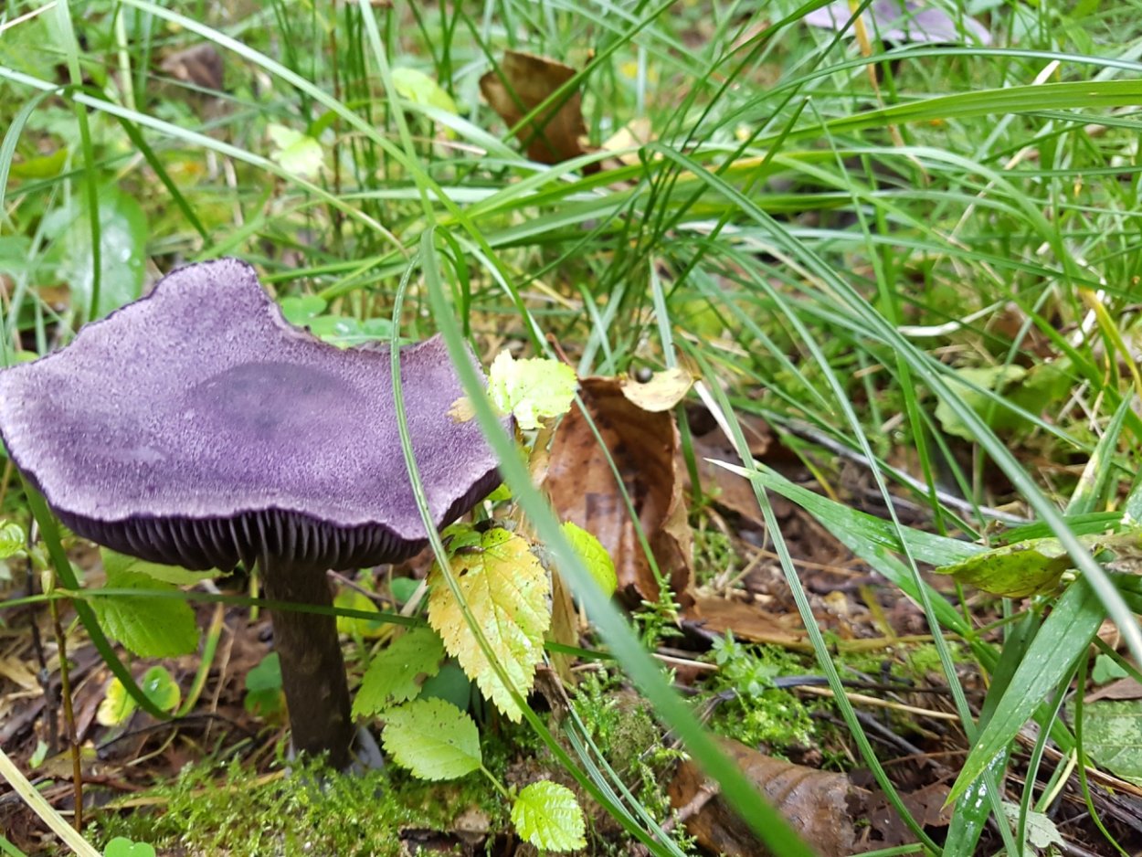 Грузди белые и черные