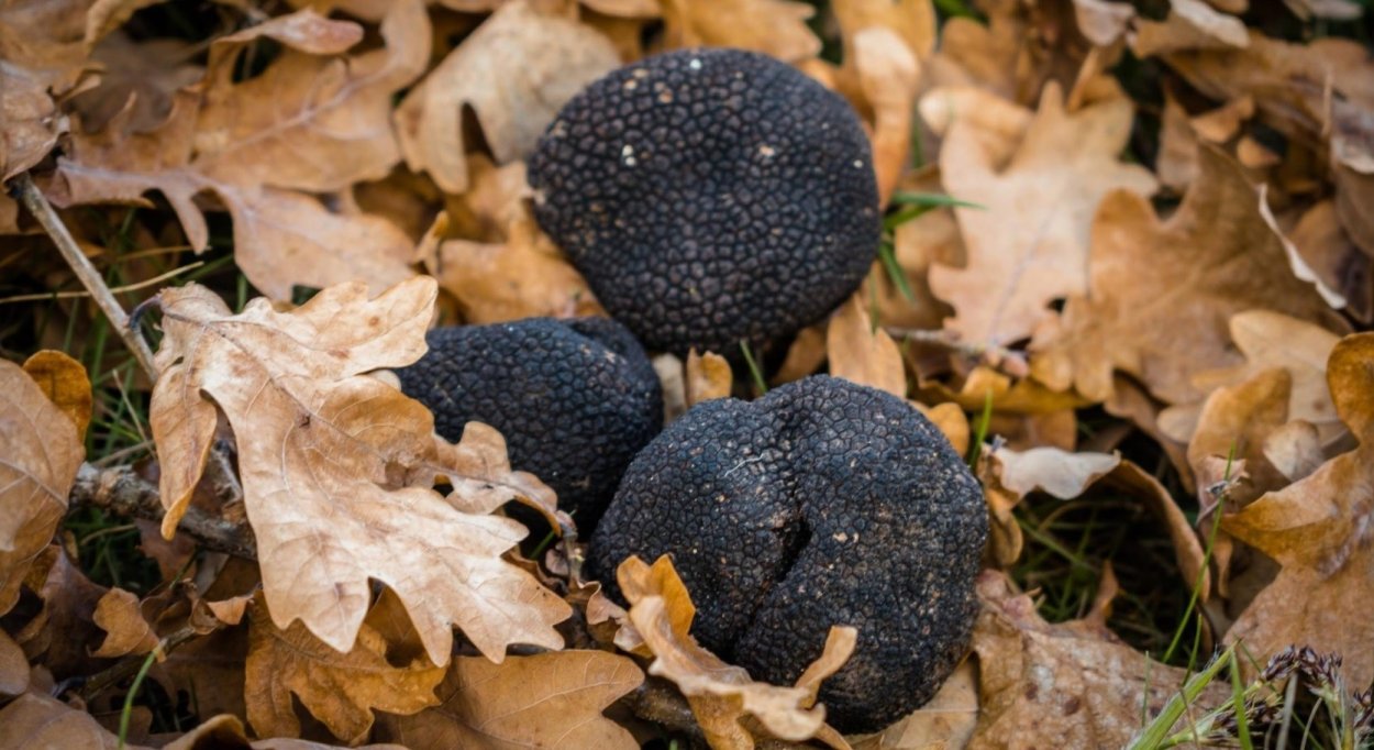 Гриб Tremella foliacea
