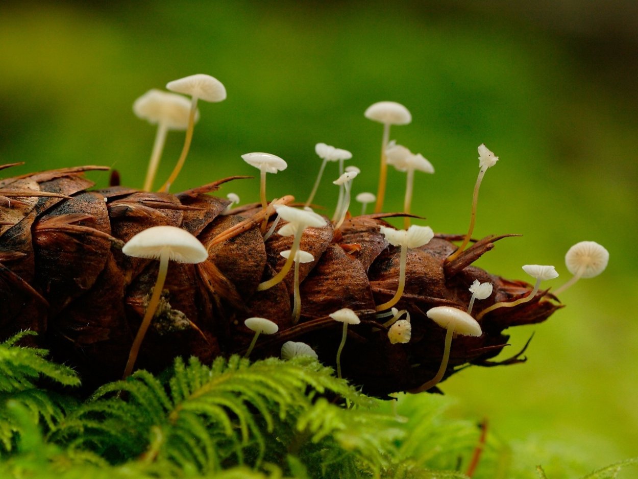 Сумчатые грибы трюфели