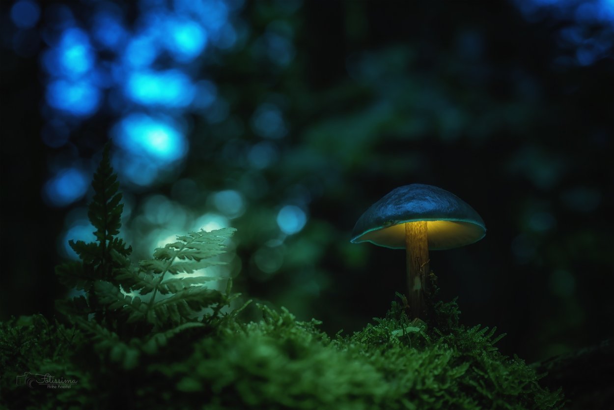 Черный гриб на пне