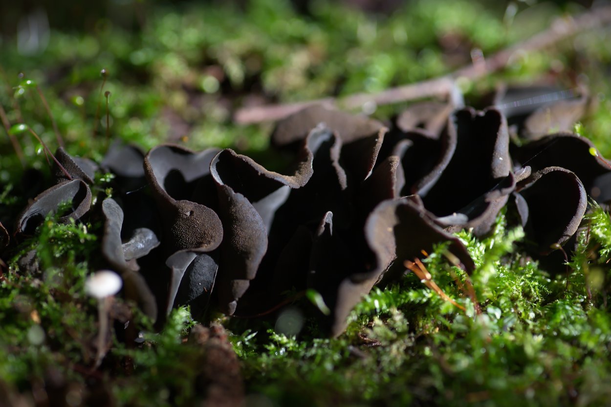 Жители леса