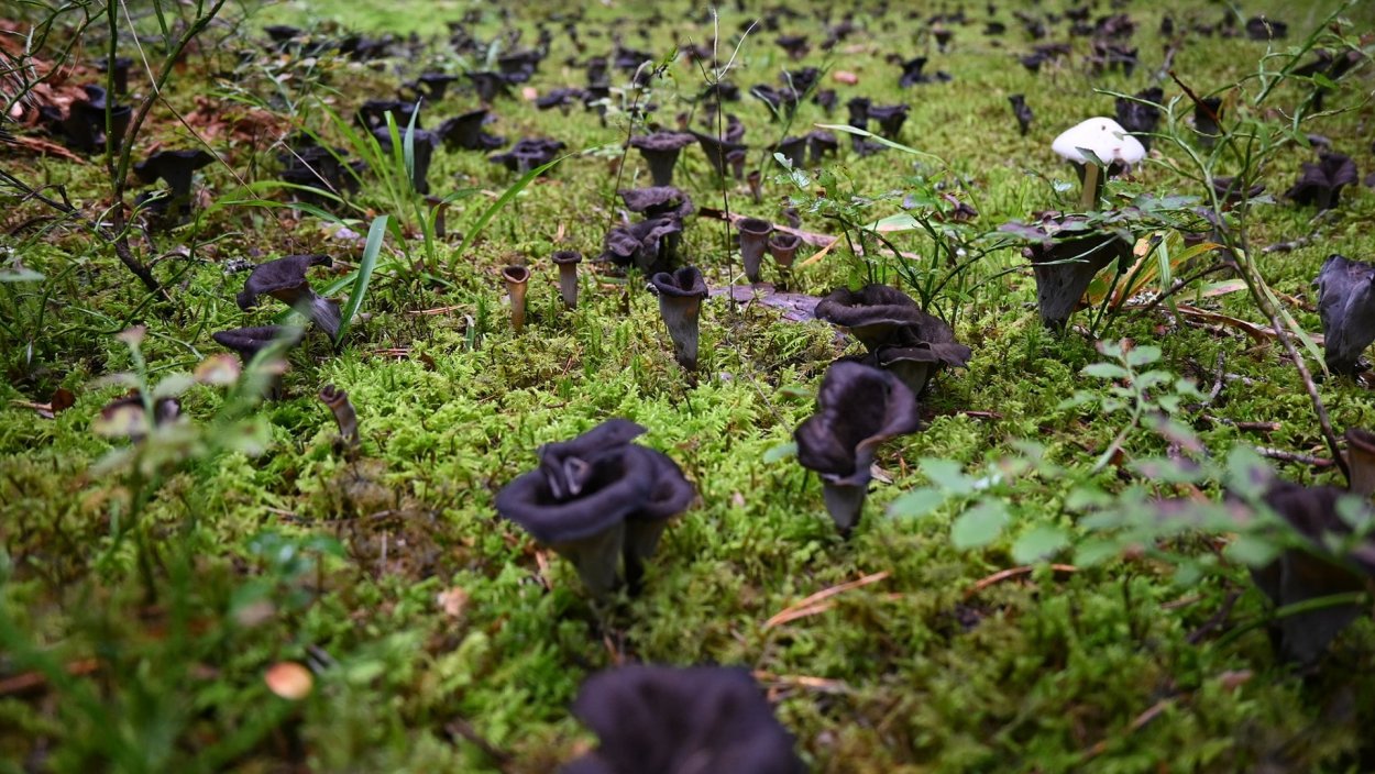 Грибы картинки