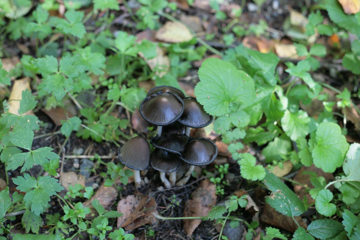 Навозник белый Coprinus comatus