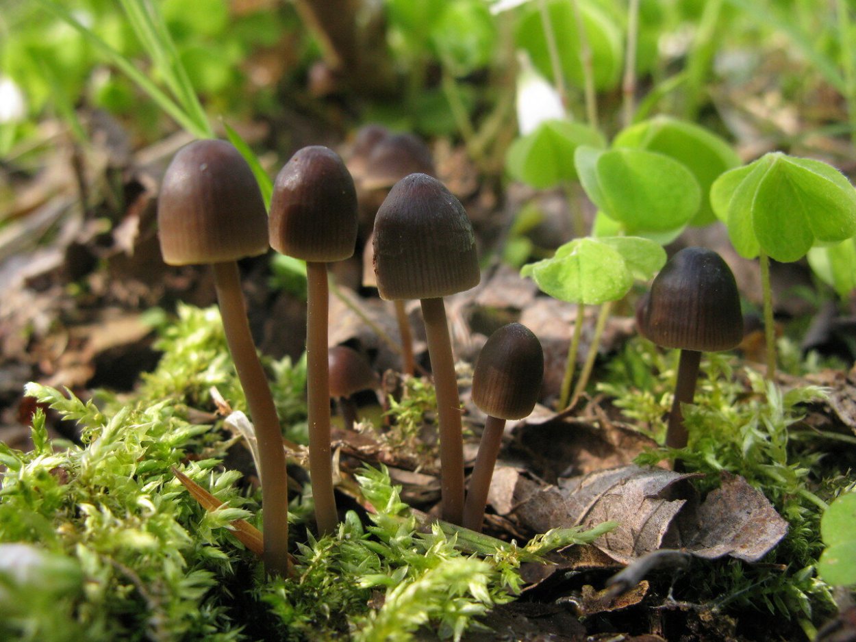 Красивые фото грибов