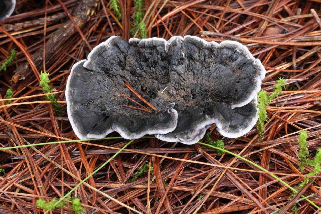 Лесные черные грибы