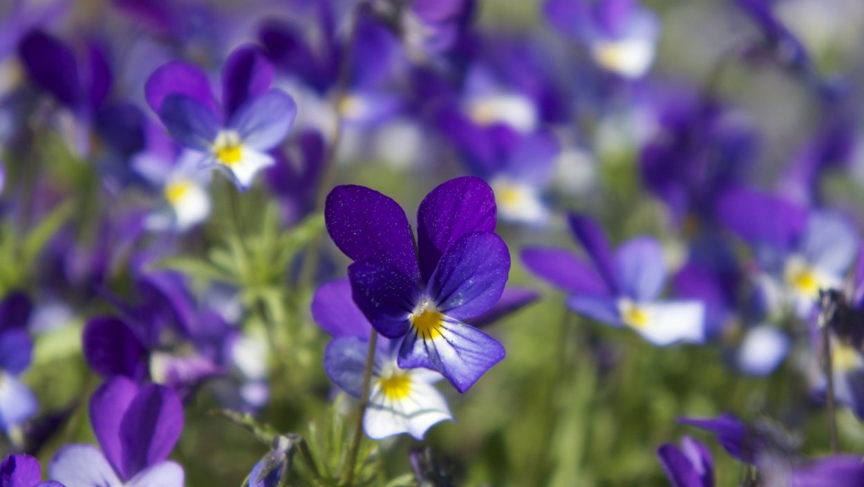 Фиалка Лесная фиолетовая