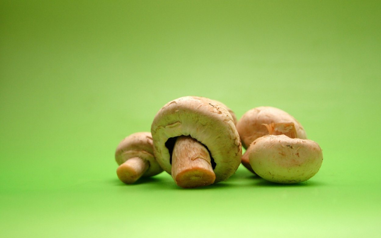 Гриб на зеленом фоне