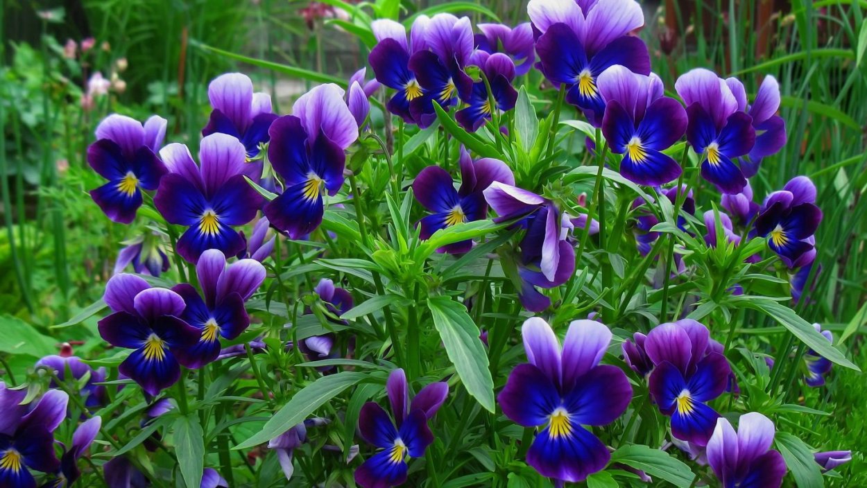 Анютины глазки многолетники