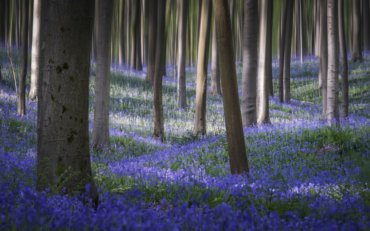 Сиреневые цветы в лесу