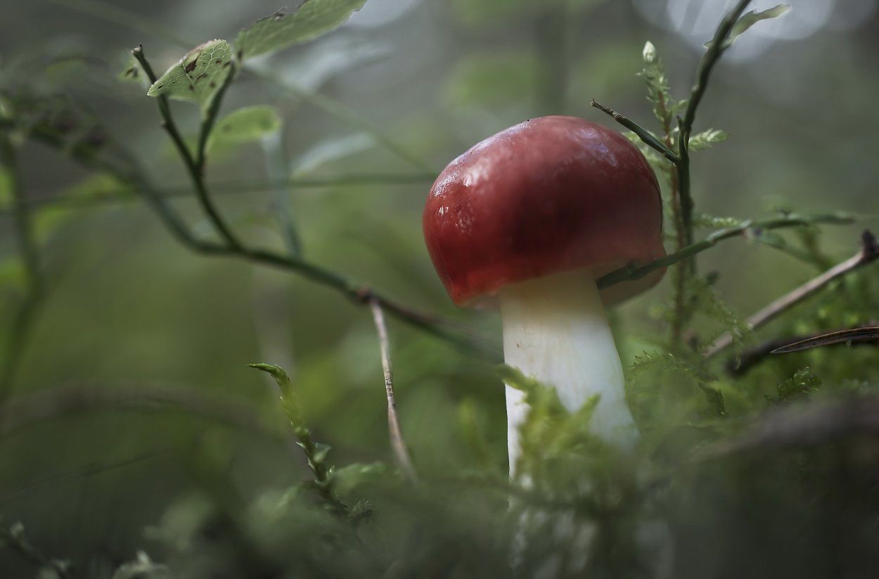 Природа макро гриб