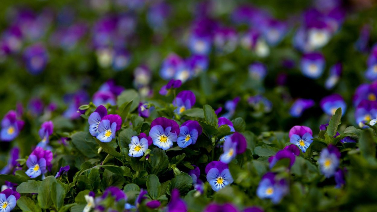 Анютины глазки