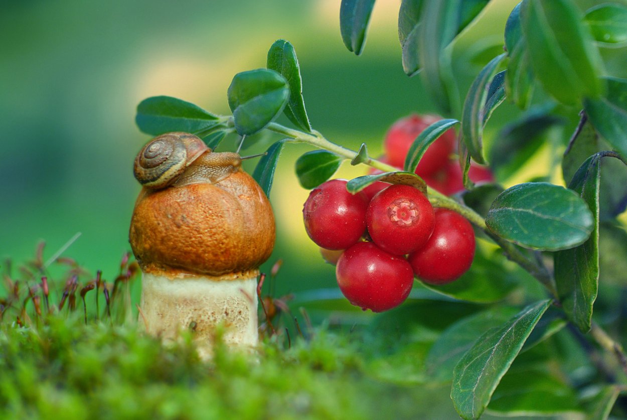 Фруктовый гриб