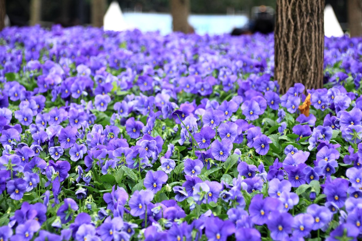 Анютины глазки Поляна