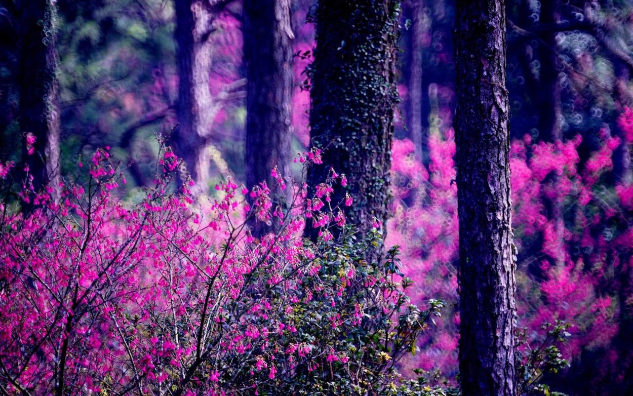Вересковая Пустошь Эстетика