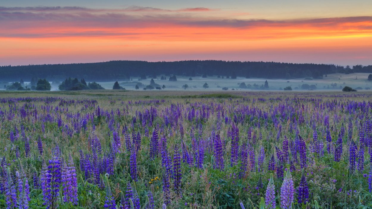 Фиолетовые Лесные цветы