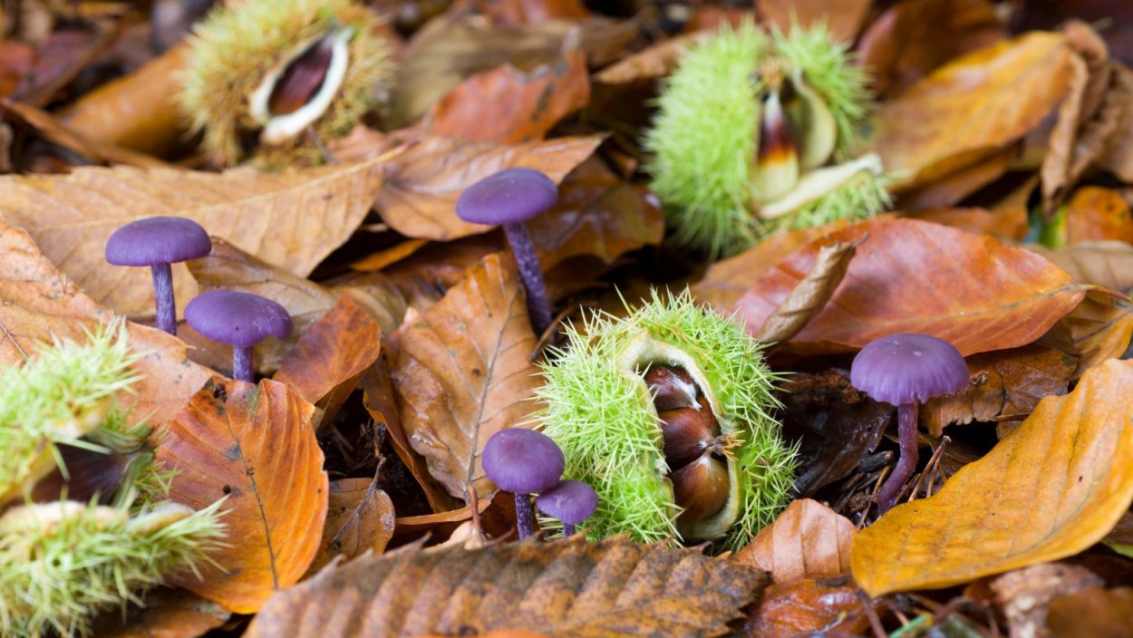 Грибы в листве