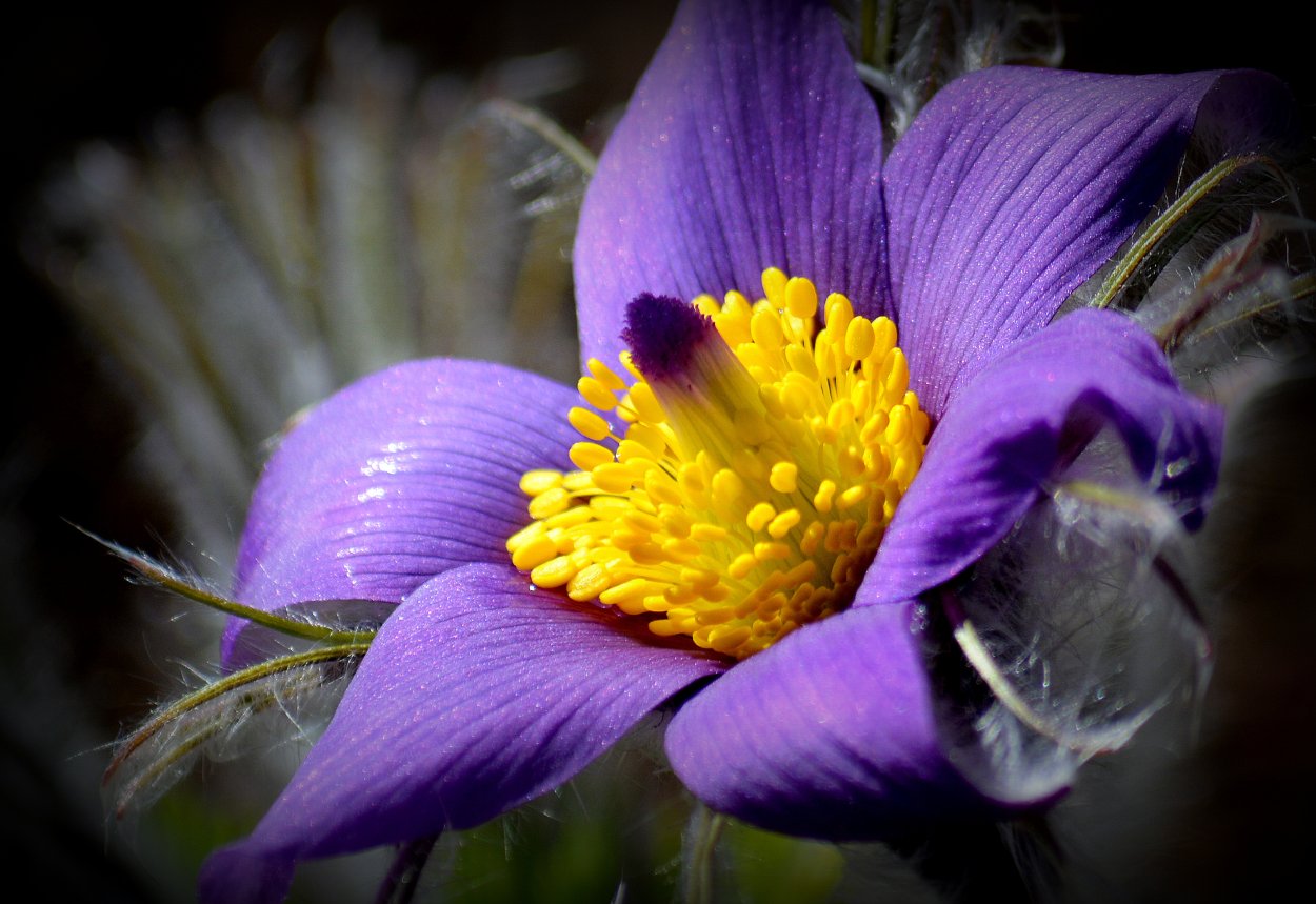 Пармские фиалки букет