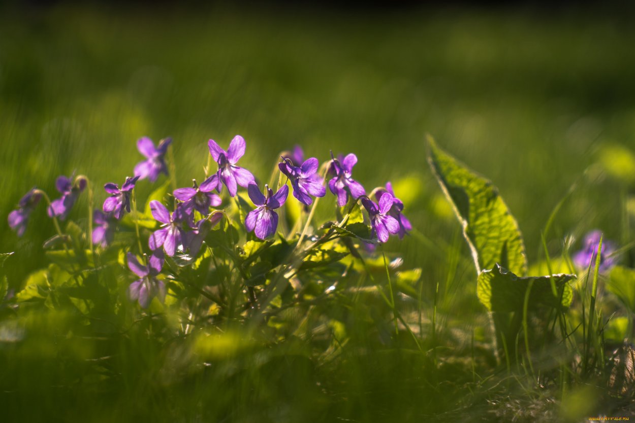 Лесная фиалка макрофото