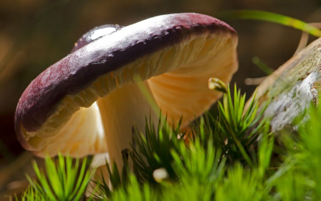 Макросъемка грибов